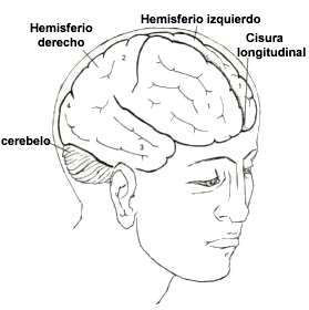 Hemisferios cerebrales