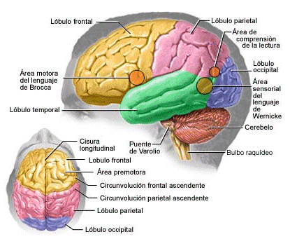 Hemisferios cerebrales